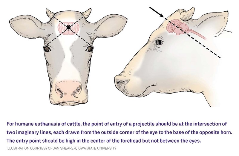 Euthanasia Done Right | Dairy Herd
