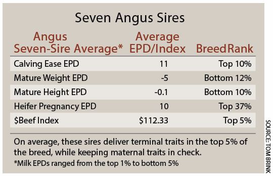 seven_angus_sires