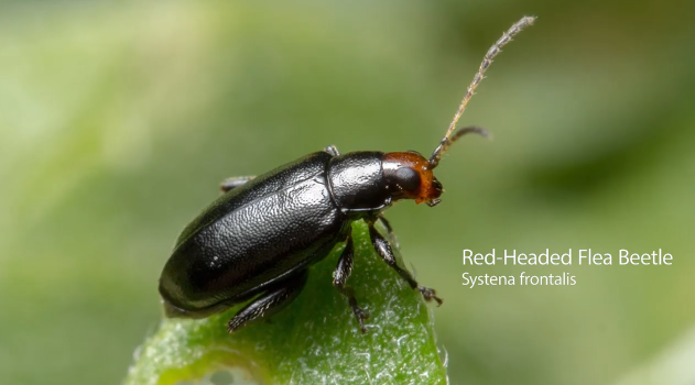 red-headed flea beetle