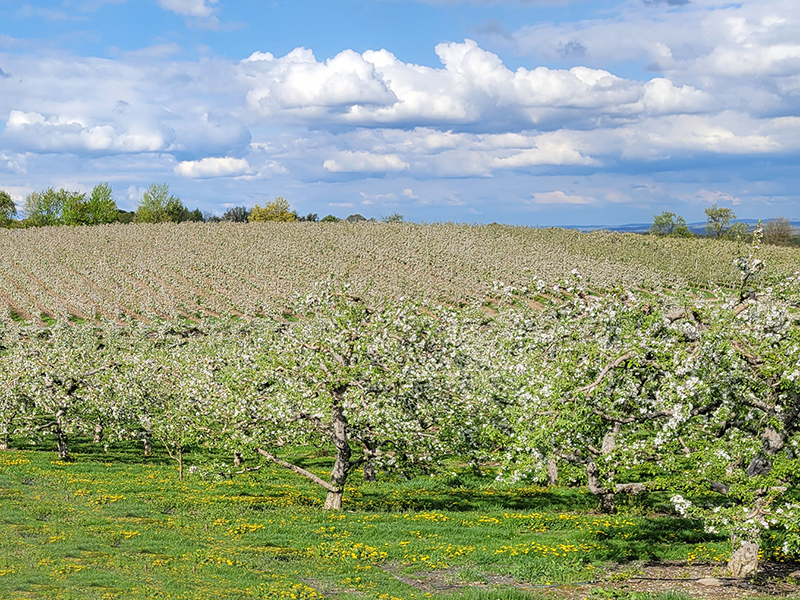 Gala apple trees blooming in New York state