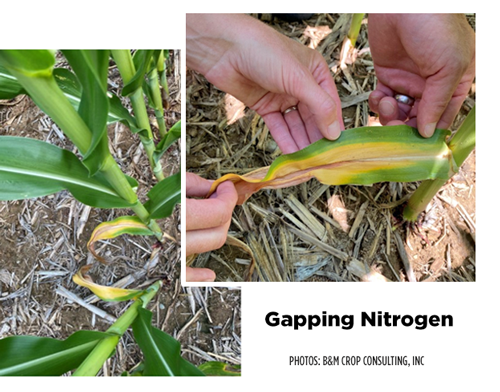 gapping corn