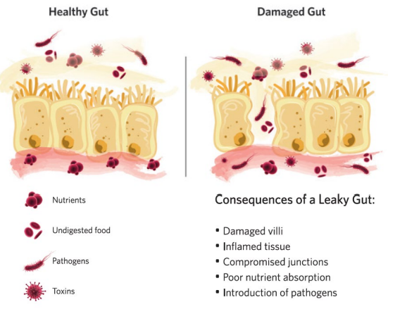 healthy cattle gut versus leaky gut