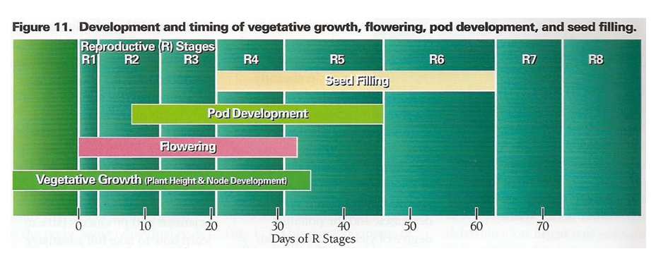 soybean growth stages timeline