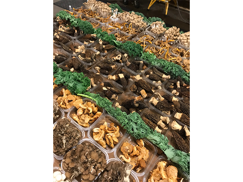 mushroom display