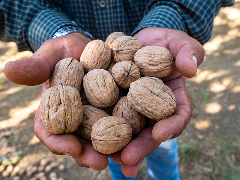 Hands holding unshelled walnuts