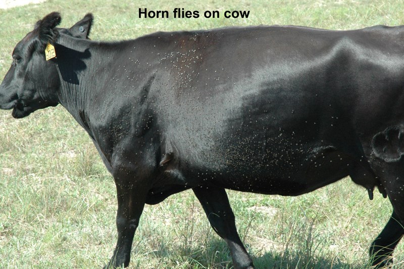 horn flies on cow