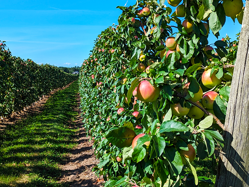 Fowler Farms apple orchard