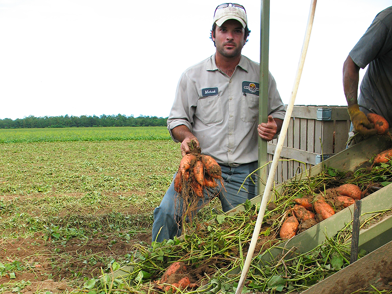 Michael Garber, production manager at Garber Farms, Iota, La., helps harvest a previous season’s sweet potato crop.