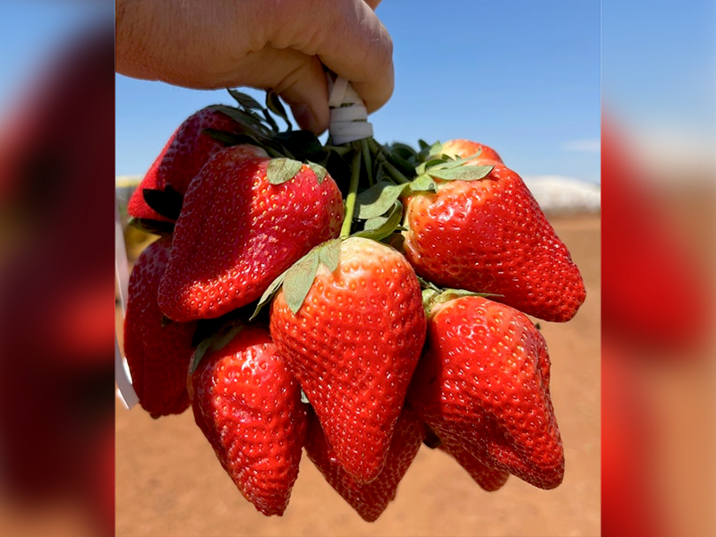 A hand holds a cluster of strawberries from the top by their stems.