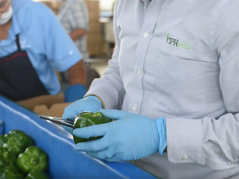 Hands holding a green bell pepper on a production line