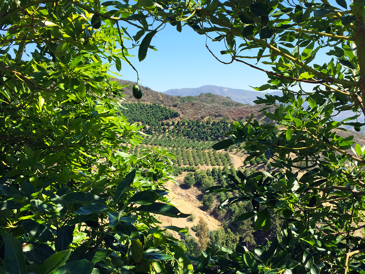 View of avocado orchard