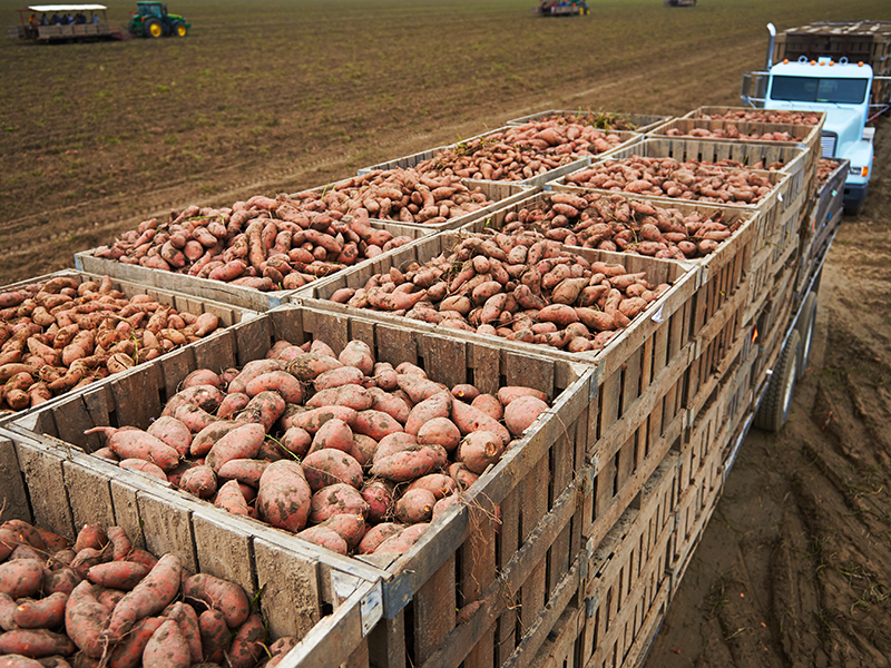 Matthews Ridgeview Farms, Wynne, Ark., will start harvesting sweet potatoes in late August or early September and finish in mid-October