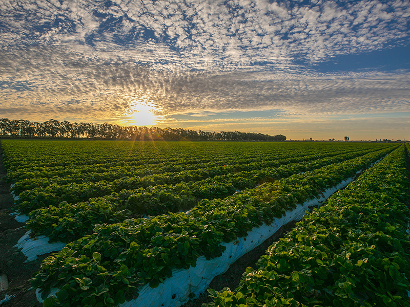 A green field of rows of strawberry plants are shown, with an early morning sun shining in the background, slightly to the left. Light clouds are in the blue sky, all of which is tinted orange from the sun's glow.
