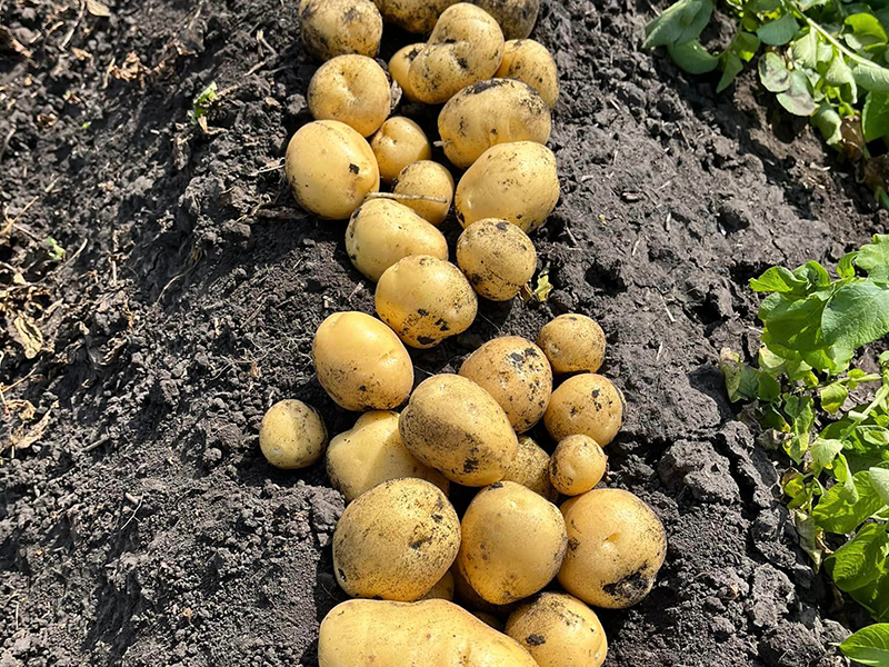 yellow potatoes in a field