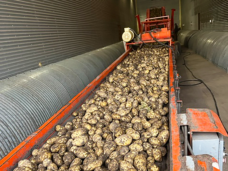 Potatoes on conveyor line moving into storage