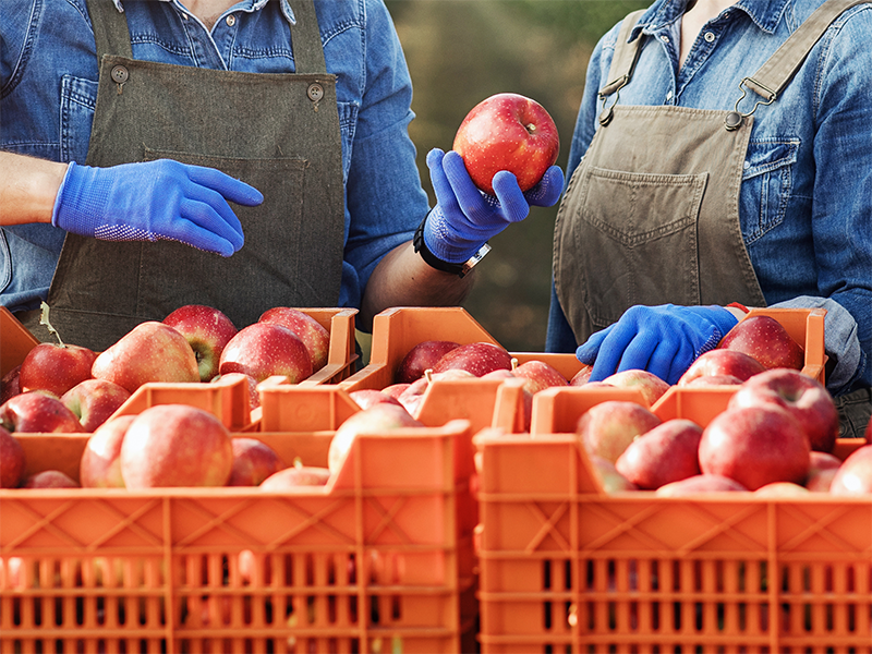 Small orange plastic crates filled with apples are in the foreground. Behind them are two people in blue denim button-up shirts, grey overalls and blue gloves. One person is holding up an apple toward the other person.