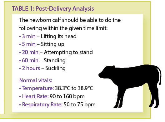post delivery analysis of calf