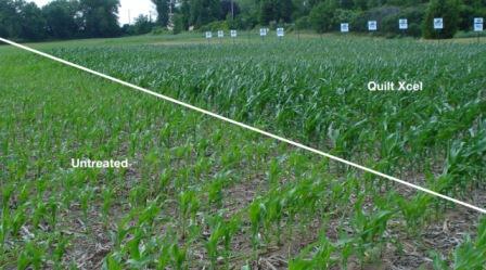 corn v4 xcel quilt label fungicide v8 benefits early