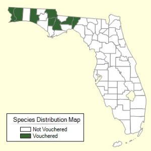 Perilla-mint-distribution-Atlas-of-Florida-Vascular-Plants-300x300