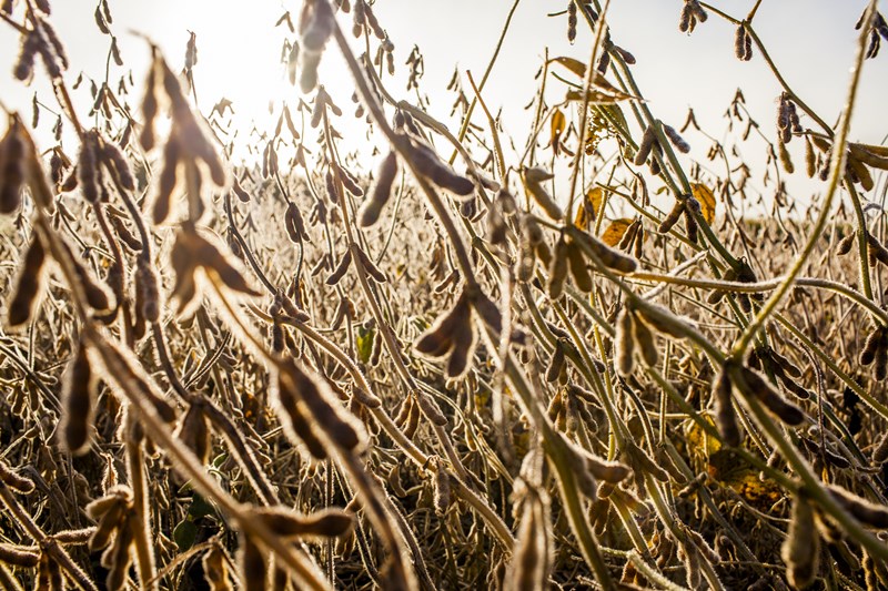 Make Every Soybean Count at Harvest | AgWeb