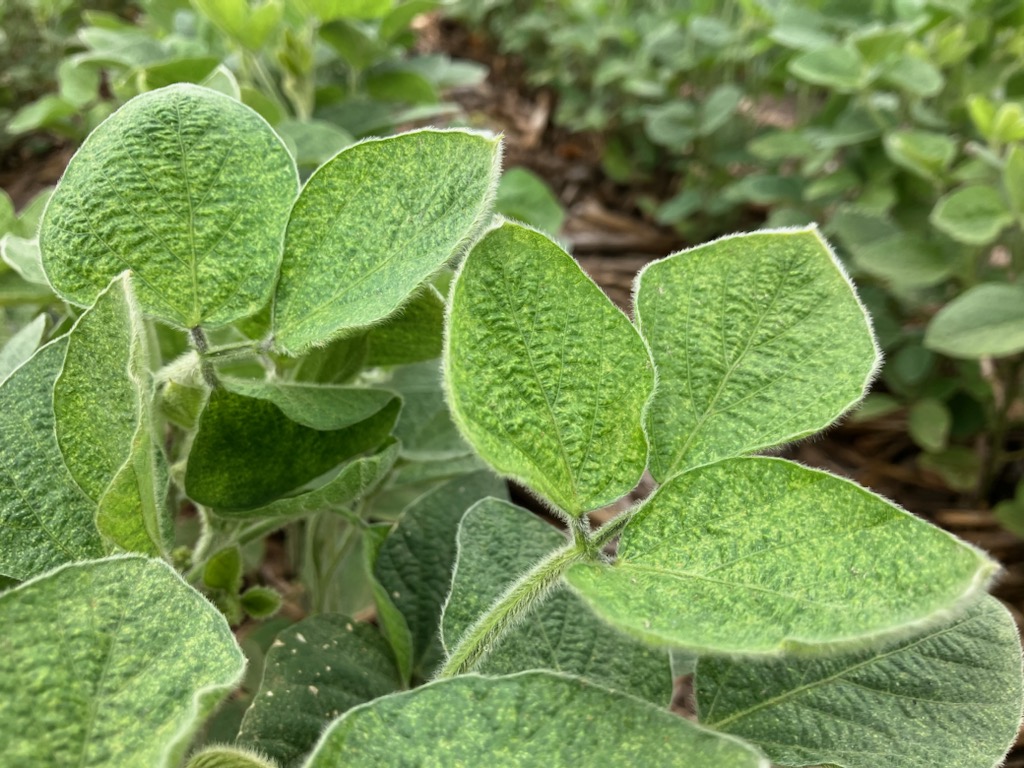 spider mite infested soybeans
