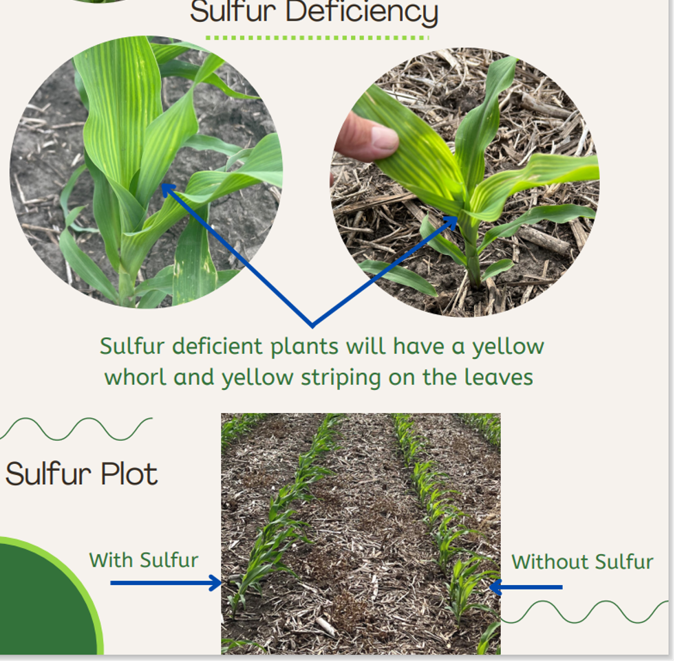 sulfur deficiency