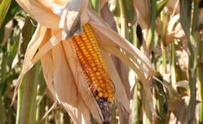 corn harvest 9 08 008   sma