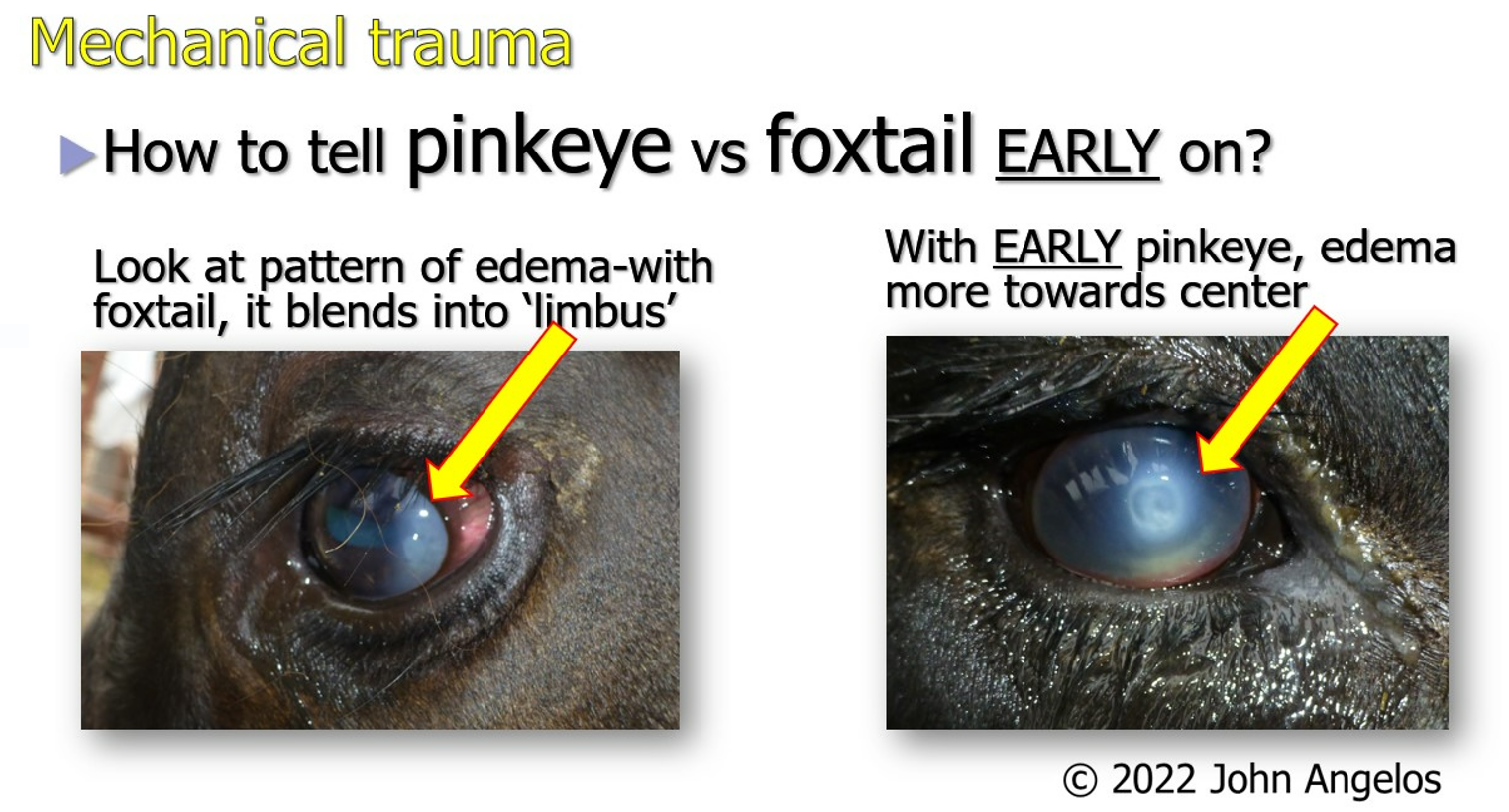 foxtails versus pinkeye