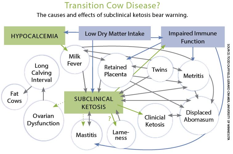 transition_cow_disease