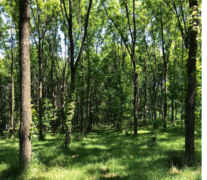 Walnut grove