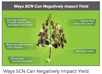 Ways SCN hurts soybeans