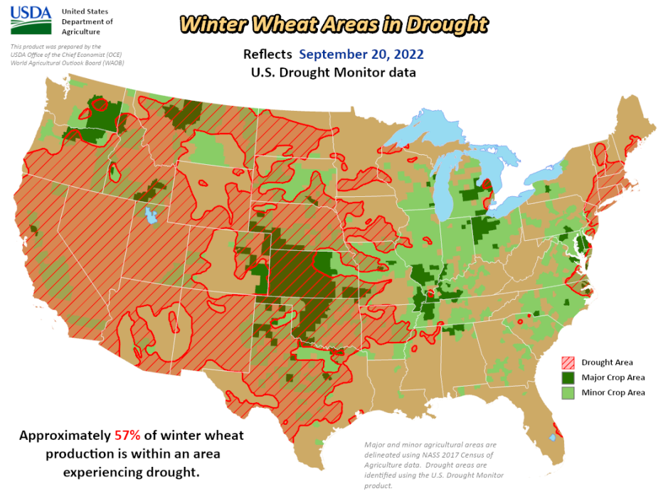 wheat drought 