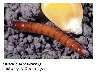 wireworm larva