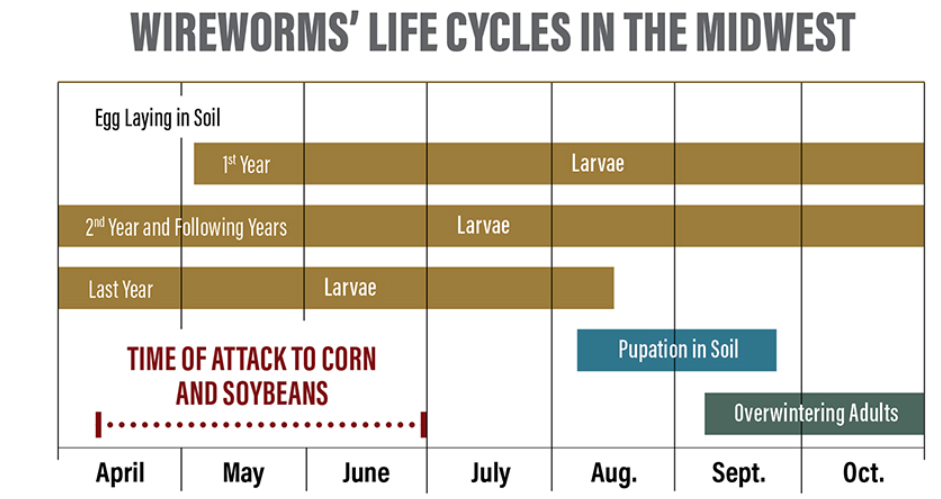 wireworm life cycle