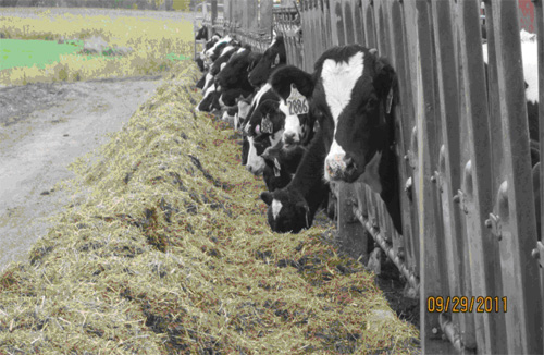 wis dairy cows