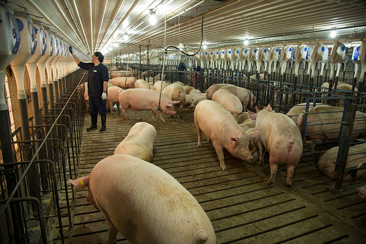 Cargill Moves to Group Housing for Company’s Sows | Pork Business