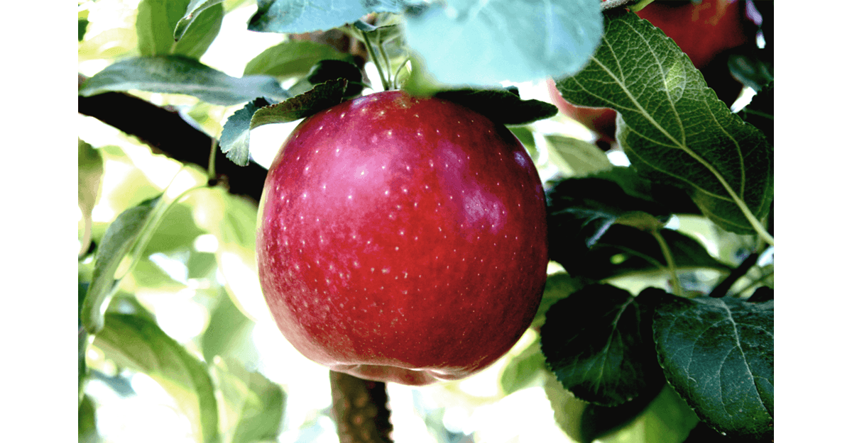 How to grow Cosmic Crisp - Good Fruit Grower