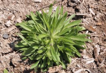 Managing Marestail or Horseweed on Pasture