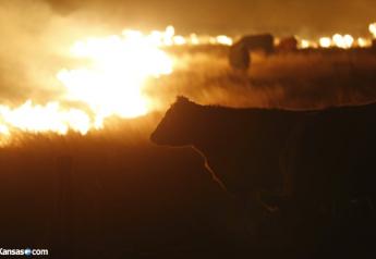 As many as 10,000 cattle died as a result of the wildfires.