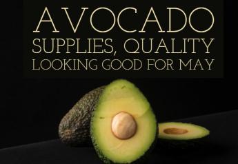 Avocado supplies, quality looking good for May