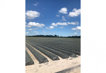 Florida strawberry crop on schedule