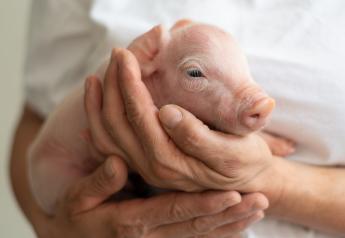 Bayer Animal Health Launches Global Care4Pigs Initiative