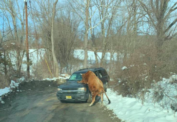 Loose Bull Put Down by Police After Attacking Owner and Vehicles