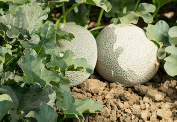 Westside melon outlook promises steady supply