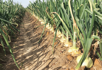 Vidalia onion acreage down