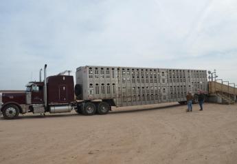 More Hours of Service Fixes for Livestock Haulers Offered by Congress