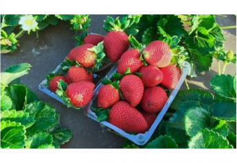 Agreement licenses California strawberry varieties across globe