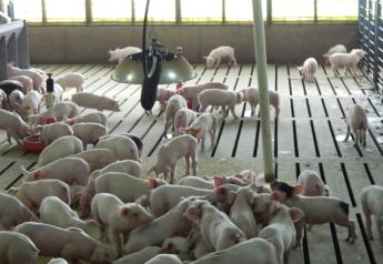 EPA to Investigate North Carolina Regulators Over Hog Farm Decisions