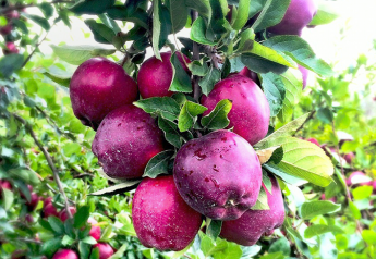 Michigan apple crop up 40% from last year