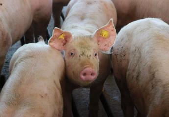 U.S. Pork Can't Afford Loss of Mexican Market